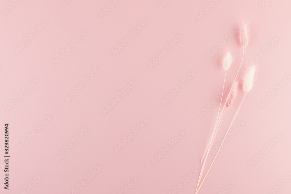 Wall mural Beautiful delicate flower a pink pastel background.