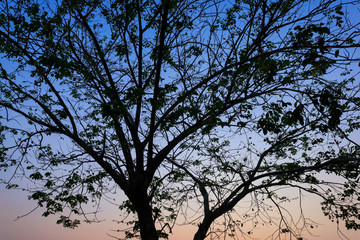 Fototapeta na wymiar Beautiful silhouette tree branch on sky sunset background.