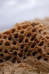 corallo fossile © costanza