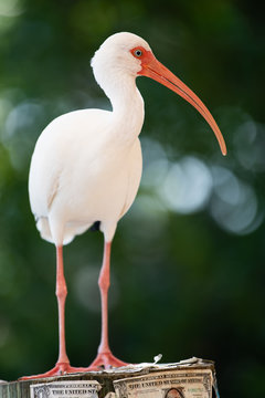 American White Ibis in the Florida Keys