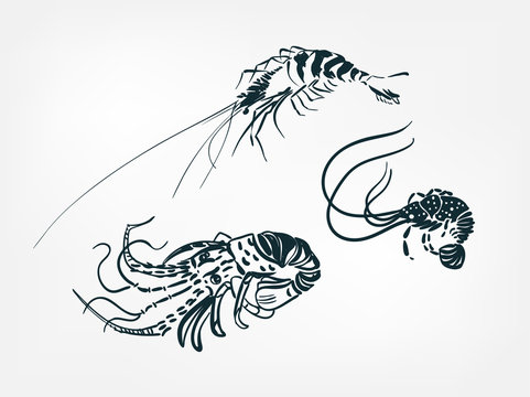 lobster shrimp set collection japanese chinese oriental vector ink style design elements illustration