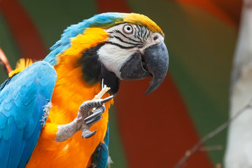 Blue and yellow Macaw Ara ararauna sitting on a branch and nibbling a branch.