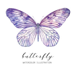 Watercolor butterfly. Isolated on white background colorful abstract illustration