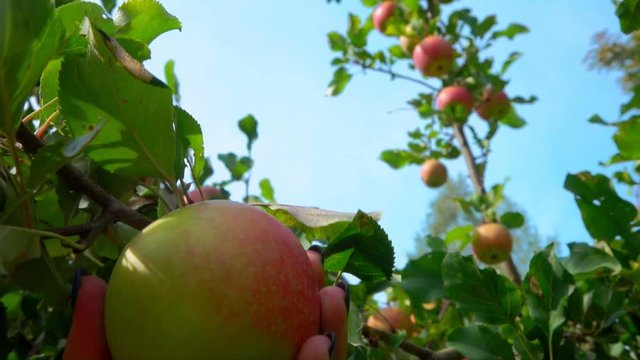 Female hands are picking a ripe apples from the branch on the background of blue sky in a sunny day