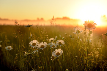 Veld met bloemen camomiles in het voorjaar. De zon komt op in de mist boven de horizon. Prachtig landschap in de vroege zomer lente ochtend.