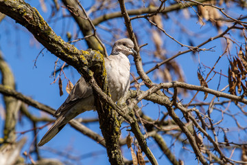 Pigeon in the break