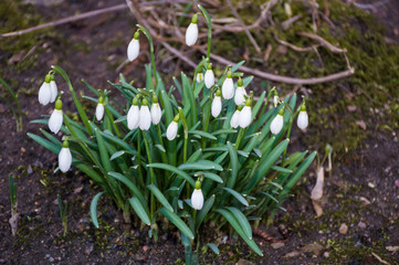 first white snowdrops in the garden