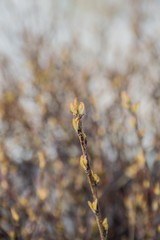 first green young plant in the garden