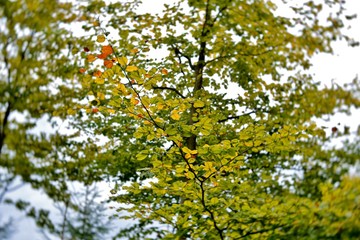 tree in autumn