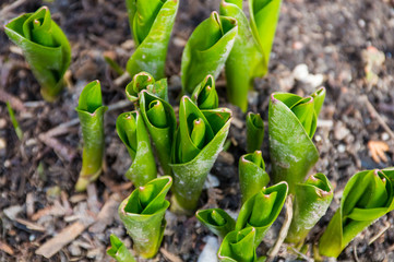 first green young plant in the garden