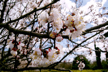 Blooming cherry closeup