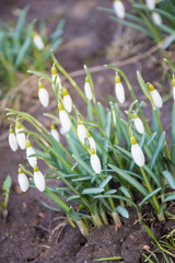 first white snowdrops in the garden