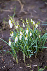 Fototapeta premium first white snowdrops in the garden