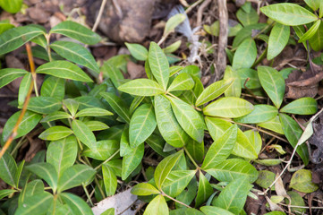 first green young plant in the garden
