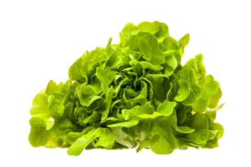 Fresh lettuce leaves isolated on a white background.