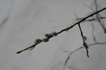 The approach of spring. Raindrops on the branches.