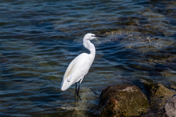 great blue heron in water 2