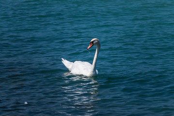 swan on lake