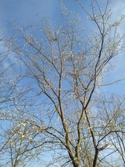 spring nature