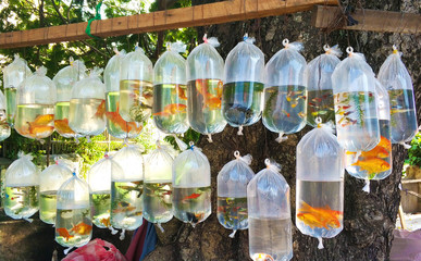 Street vendor alive decorative fish in packages of water