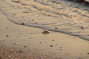 Fototapeta na wymiar Bubbles on the beach