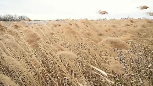 Reed blown by the wind in Vacaresti Natural Park, the first urban natural park in Romania, only 5 km away from the city centre, being also the largest green space in Bucharest.