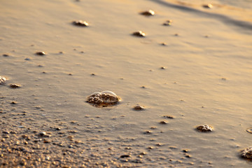 Bubbles on the beach