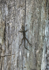 Brown Anole lizard blends with the trunk of a tree.