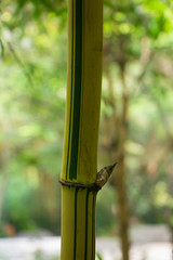 Bamboo in the bamboo forest