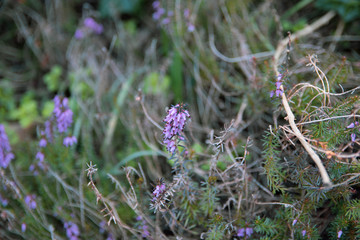pink flower in grass
