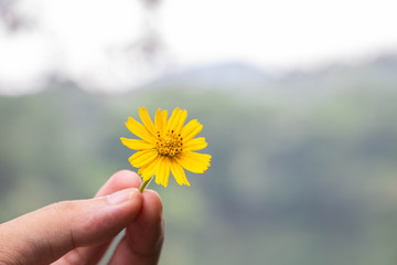 Hand holding chrysanthemum