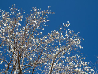 青空と木蓮の花