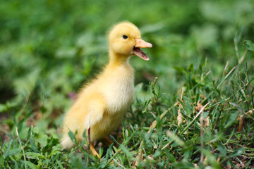 Portrait of a cute yellow duckling. Domestic bird
