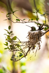 Naklejka premium Hummingbird Nest Side Profile