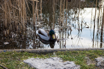 duck on lake