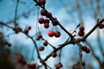red berries on branch