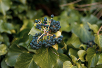 blackberry on a branch