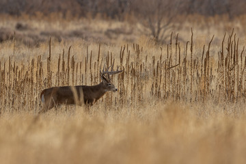 Buck Whitetail Deer in Colorado During the fall Rut