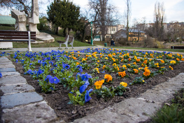 tulips in the garden