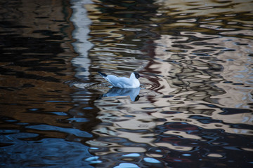 seagull in water