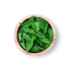 Ocimum tenuiflorum leaves in a wooden cup Isolated on a white background. Top view