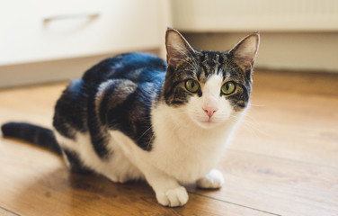 young handsome cat looks at camera sitting at home