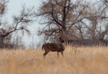 Buck Whitetail Deer in Colorado During the fall Rut