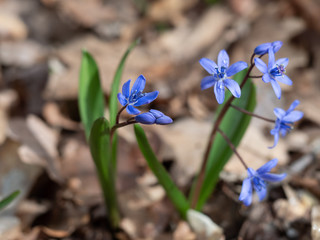 The first flowers in the spring forest.