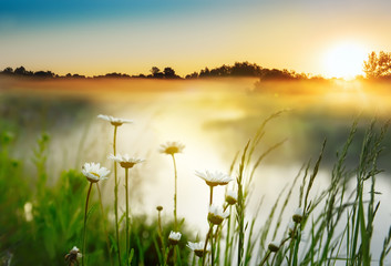 Daisy flowers by the river on an early foggy morning at dawn. Beautiful morning on a wild river in spring or summer.