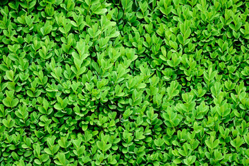 Textured natural background of many green leaves in shrubs that grow in a hedge or hedgerow in sunny spring garden