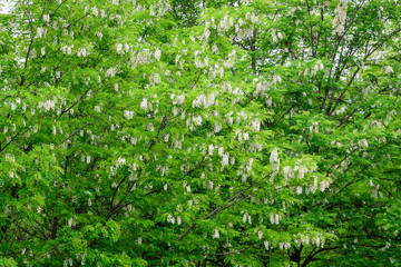 White flowers of Robinia pseudoacacia commonly known as black locust, and green leaves in a summer garden, beautiful outdoor floral background photographed with soft focus