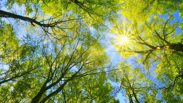 The spring sun in the clear blue sky gently shining through the fresh green canopy in a forest