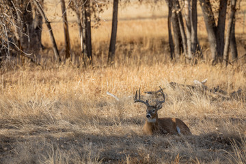 Buck Whitetail Deer in Colorado During the fall Rut
