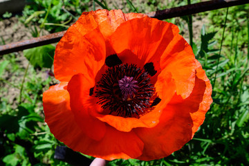 Fototapeta premium Close up of one red orange poppy flower in a British cottage style garden in a sunny summer day, beautiful outdoor floral background photographed with soft focus